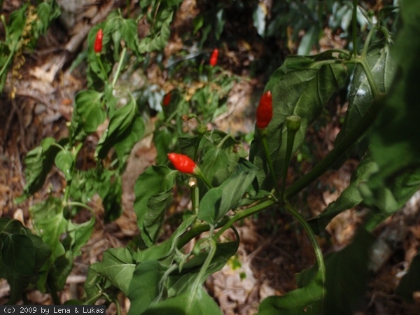 5215 wilde chilli